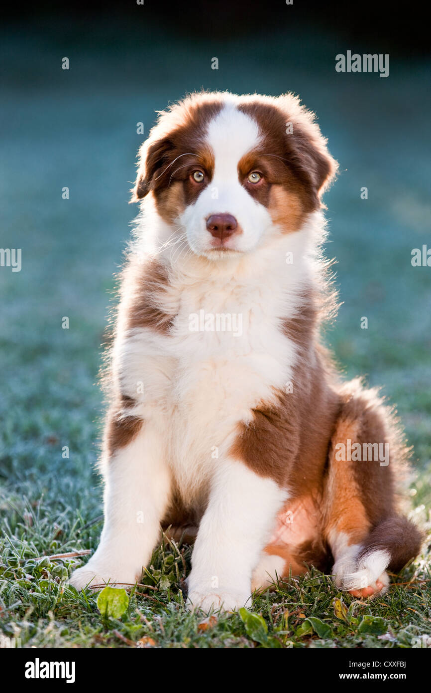 Australian Shepherd puppy sitting in a meadow with backlighting, North ...