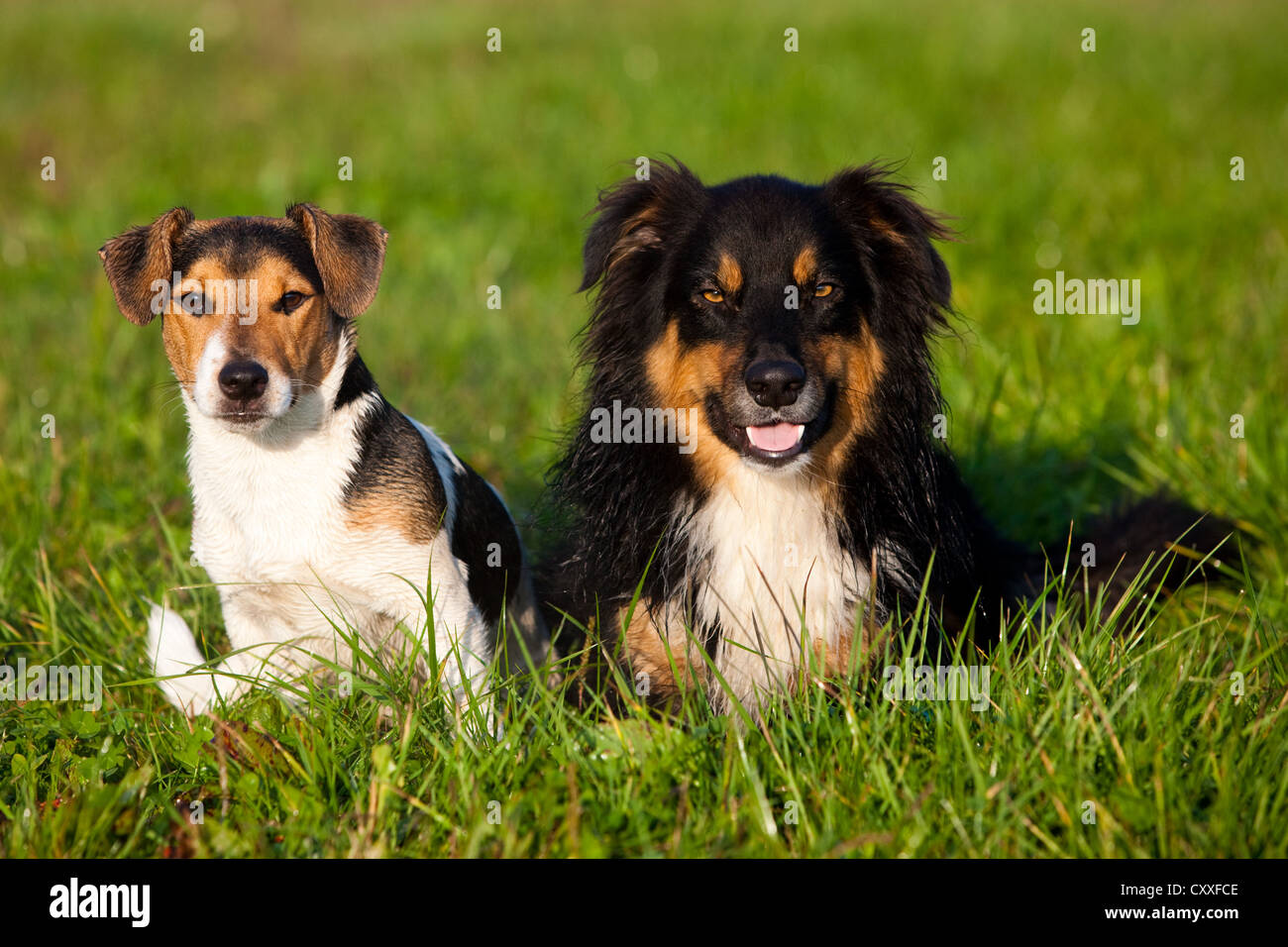 Jack Russell Terrier and Australian Shepherd sitting meadow, northern Tyrol, Austria, Europe Stock Photo -
