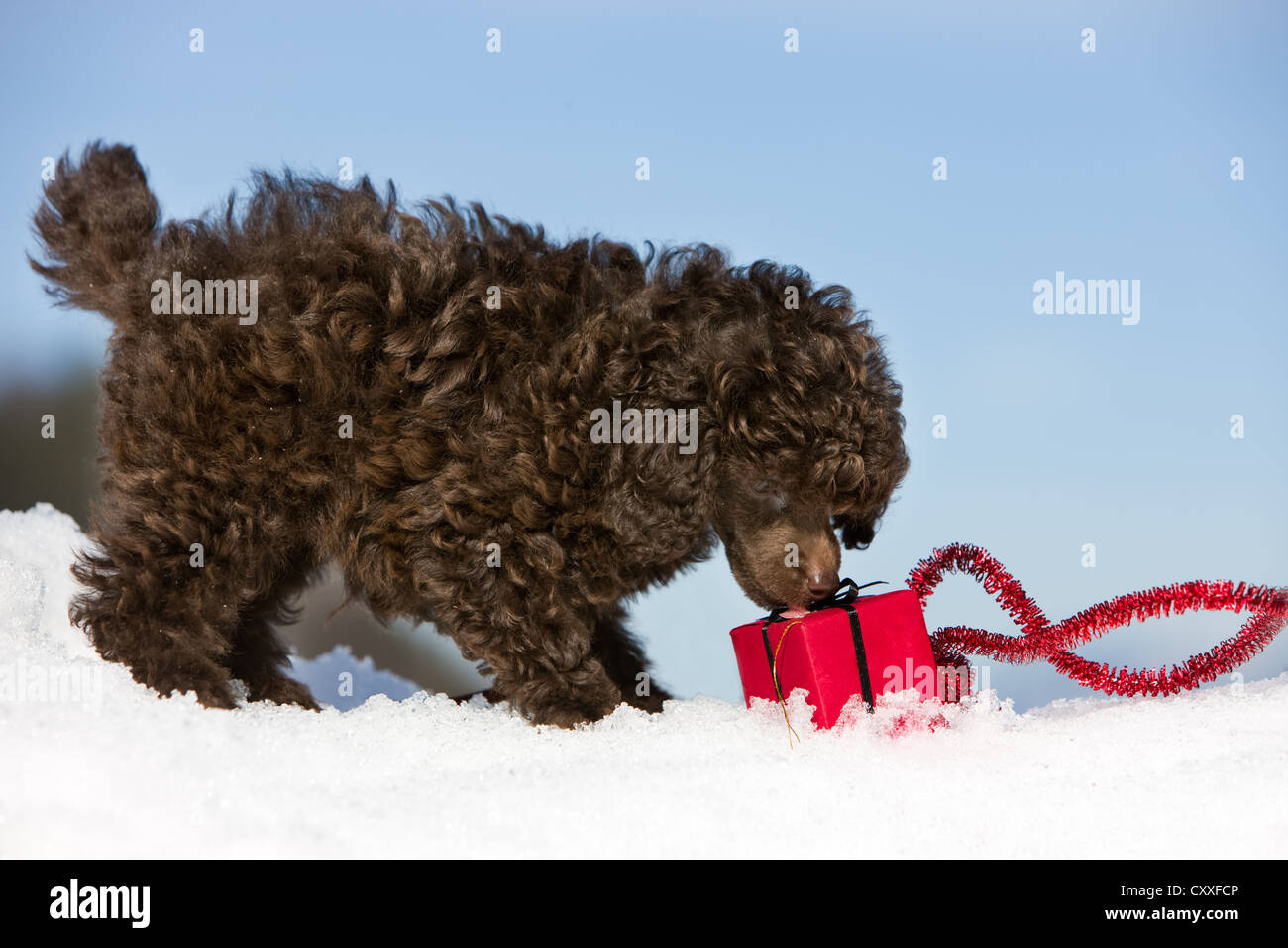 Toy Poodle puppy playing with a Christmas present in the snow, North ...