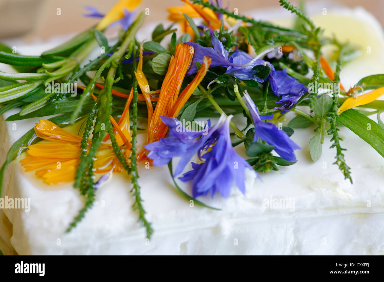 Goat's cheese for grilling, grill cheese, meatless grilling, cooking herbs, topped with marigold flowers, cornflowers, tarragon Stock Photo