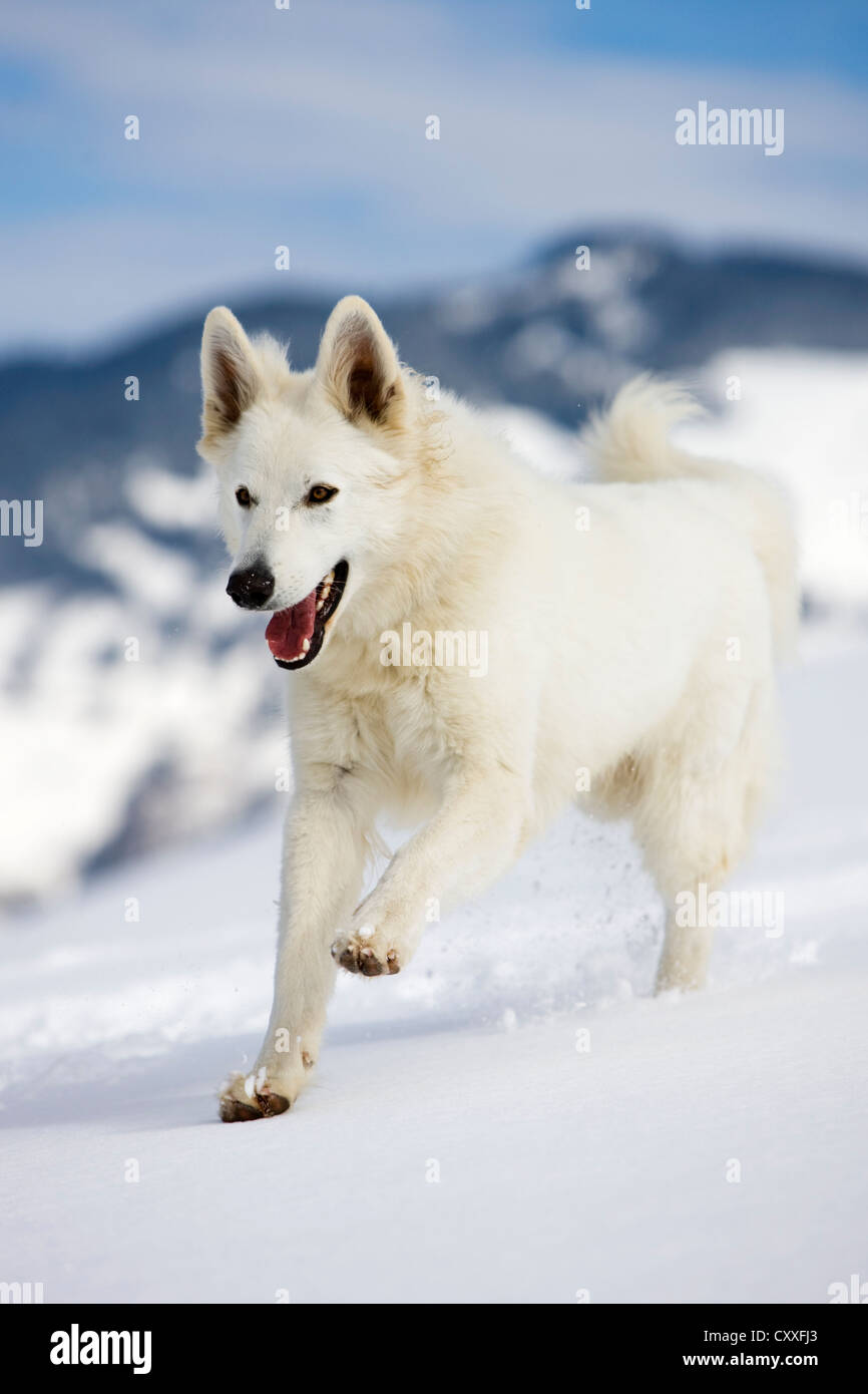 White Shepherd dog running on snow, North Tyrol, Austria, Europe Stock Photo