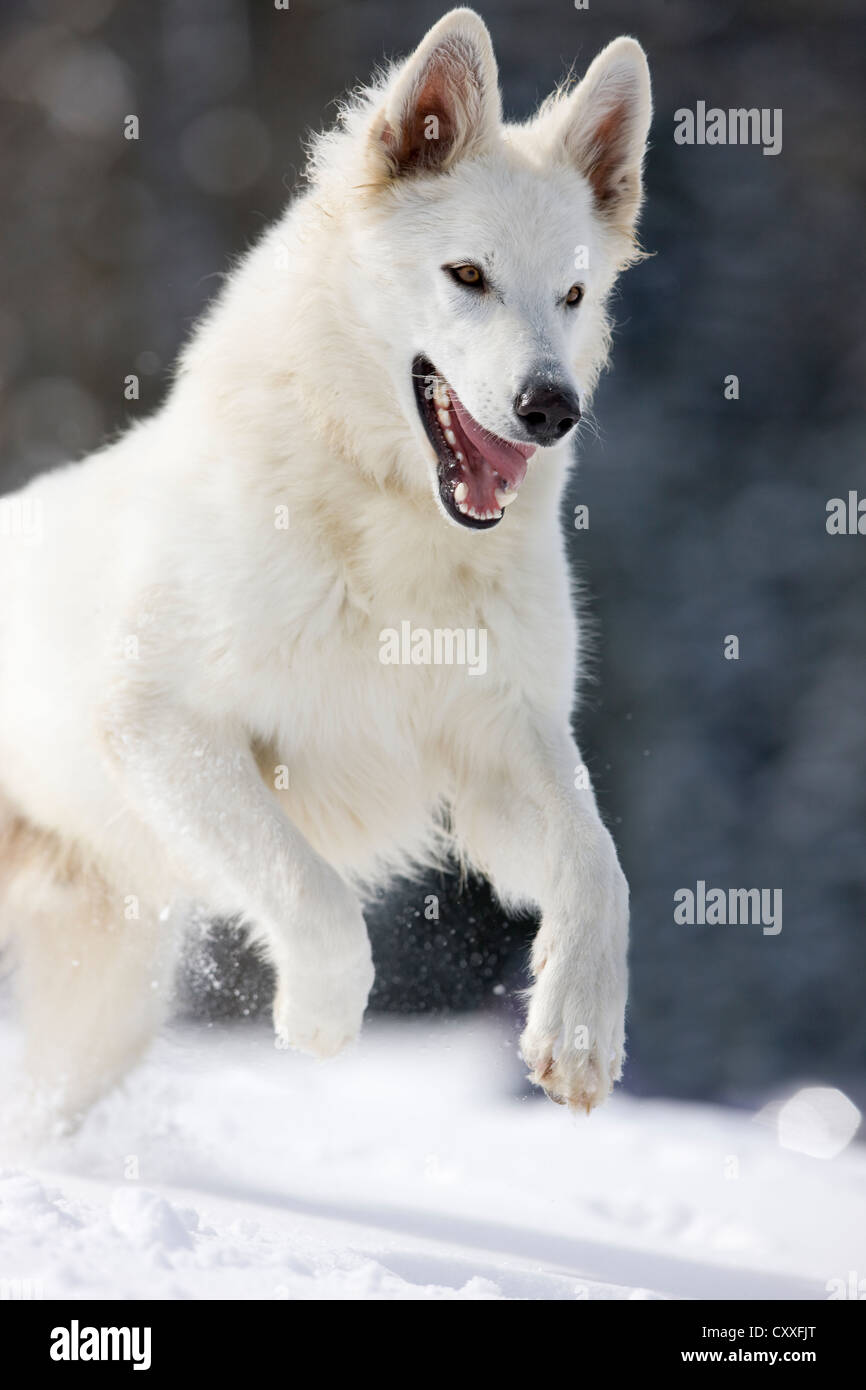 White Shepherd dog jumping in the snow, North Tyrol, Austria, Europe Stock Photo