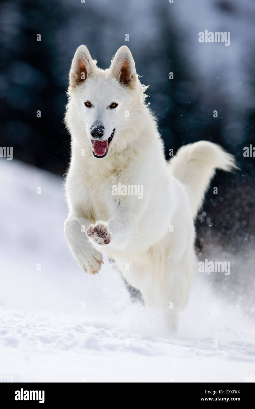 White Shepherd dog running on snow, North Tyrol, Austria, Europe Stock ...