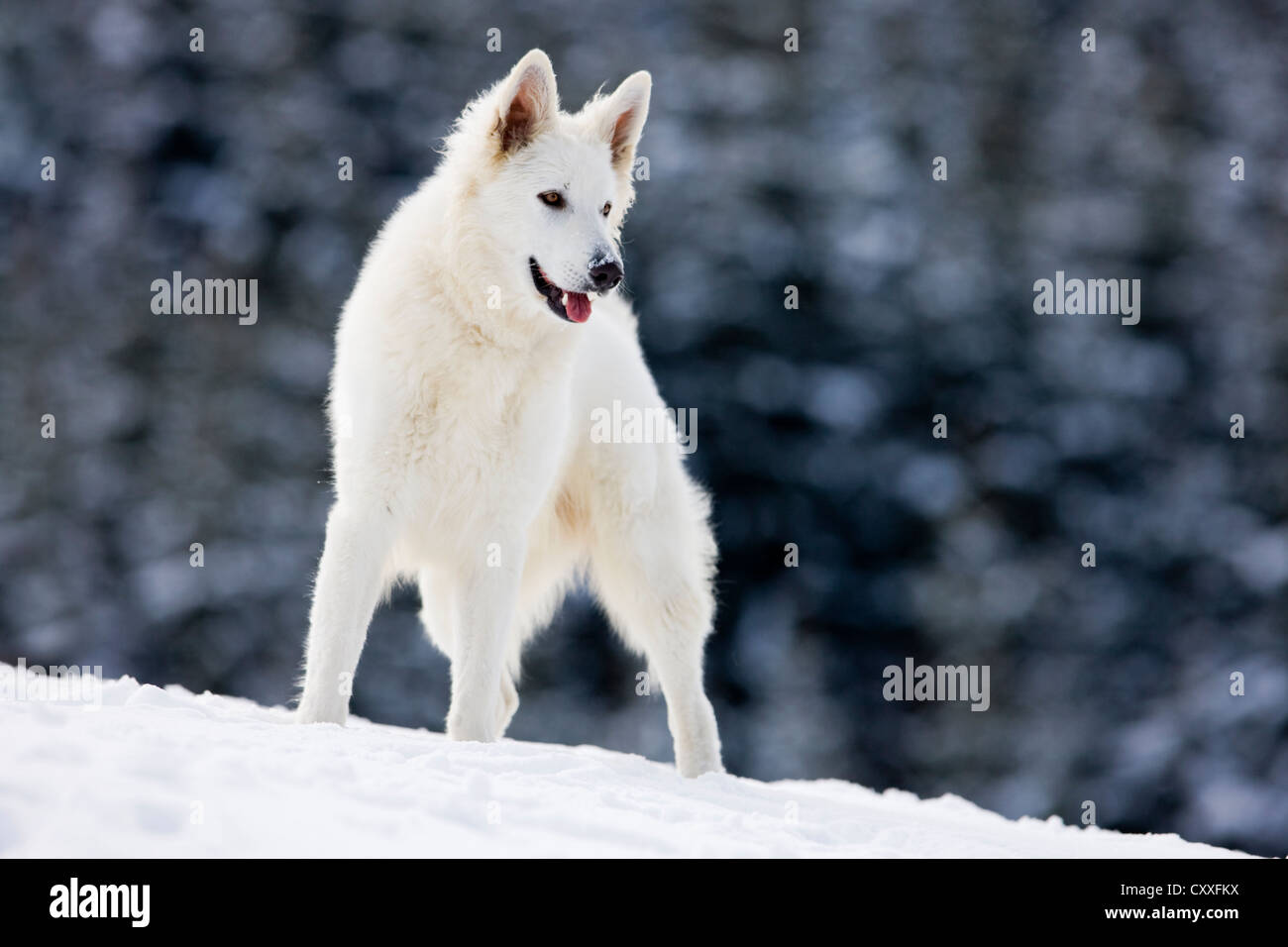 White Shepherd dog standing in the snow, North Tyrol, Austria, Europe Stock Photo