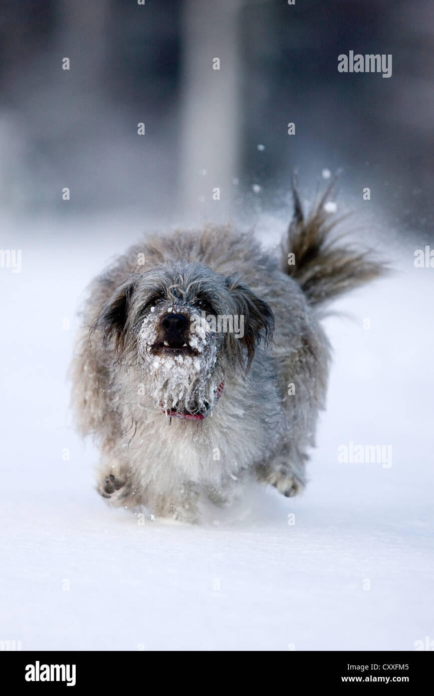 Pyrenean Shepherd dog, Berger des Pyrenees, running on snow, North Tyrol, Austria, Europe Stock Photo