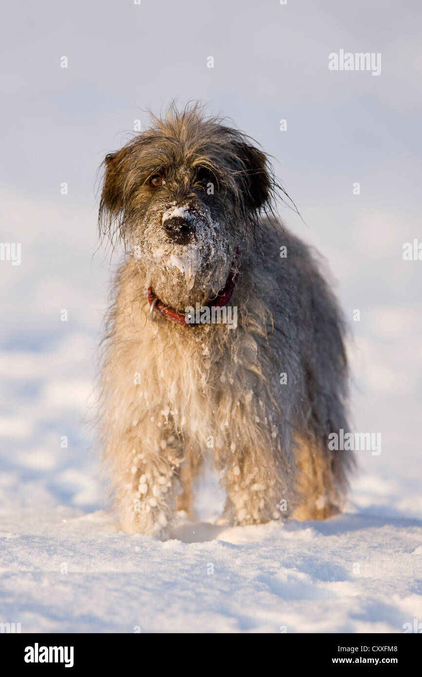 Pyrenean Shepherd dog, Berger des Pyrenees, standing on snow, North Tyrol, Austria, Europe Stock Photo