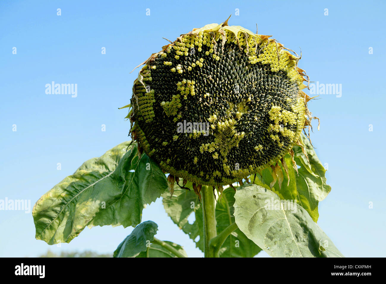 Mature sunflower Stock Photo