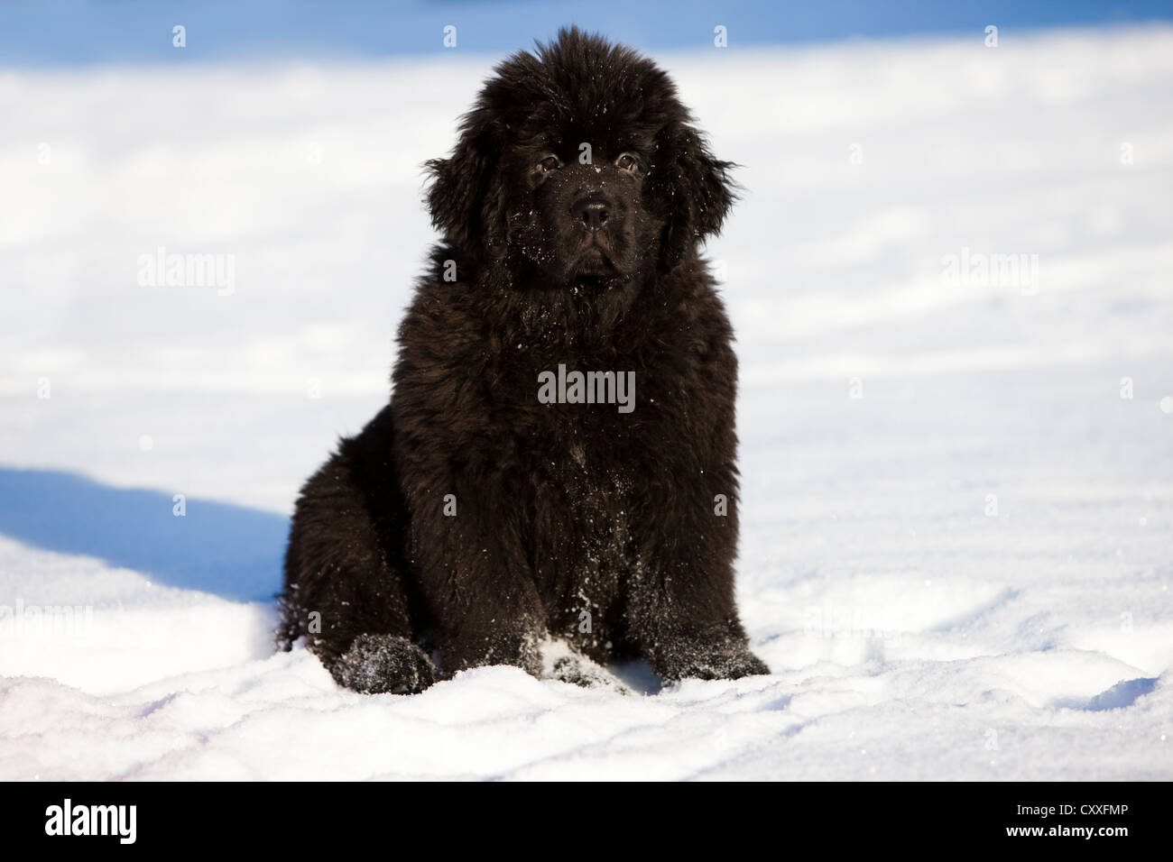 Newfoundland puppy sitting in the snow, North Tyrol, Austria, Europe Stock Photo