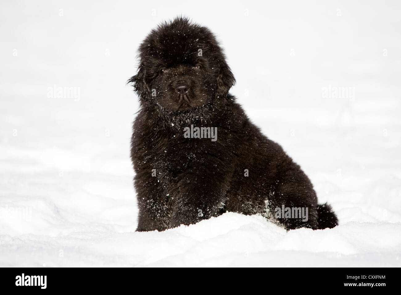 Newfoundland, puppy sitting in the snow, northern Tyrol, Austria, Europe Stock Photo