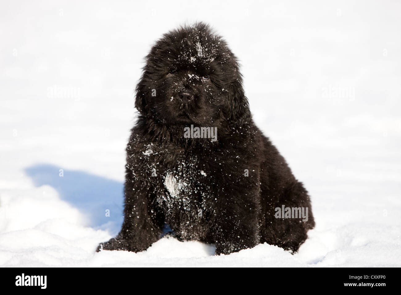Newfoundland, puppy sitting in the snow, northern Tyrol, Austria, Europe Stock Photo