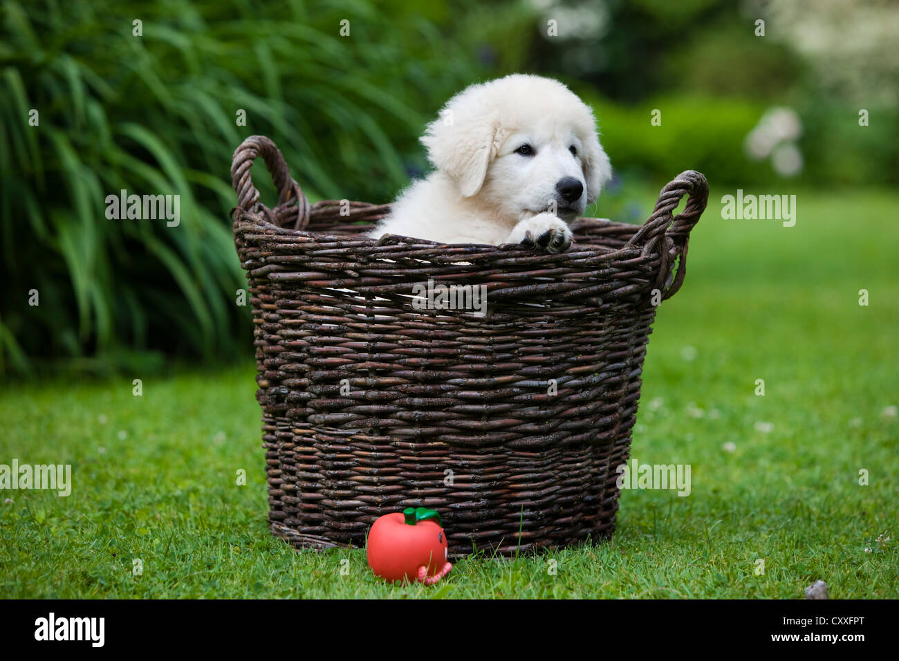 Maremma Sheepdog, puppy sitting in a basket, northern Tyrol, Austria, Europe Stock Photo