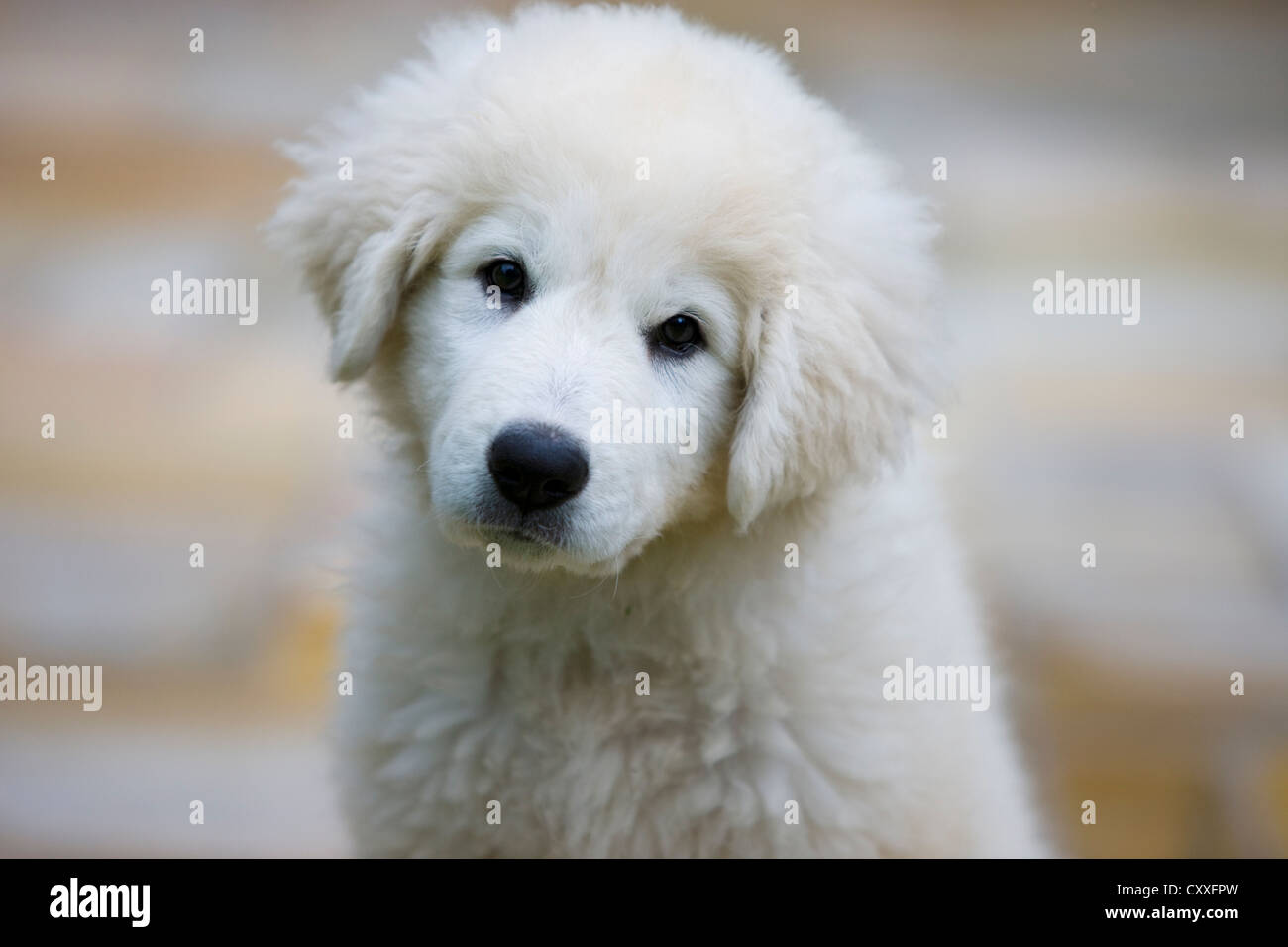 Maremma Sheepdog, puppy, portrait, northern Tyrol, Austria, Europe Stock Photo