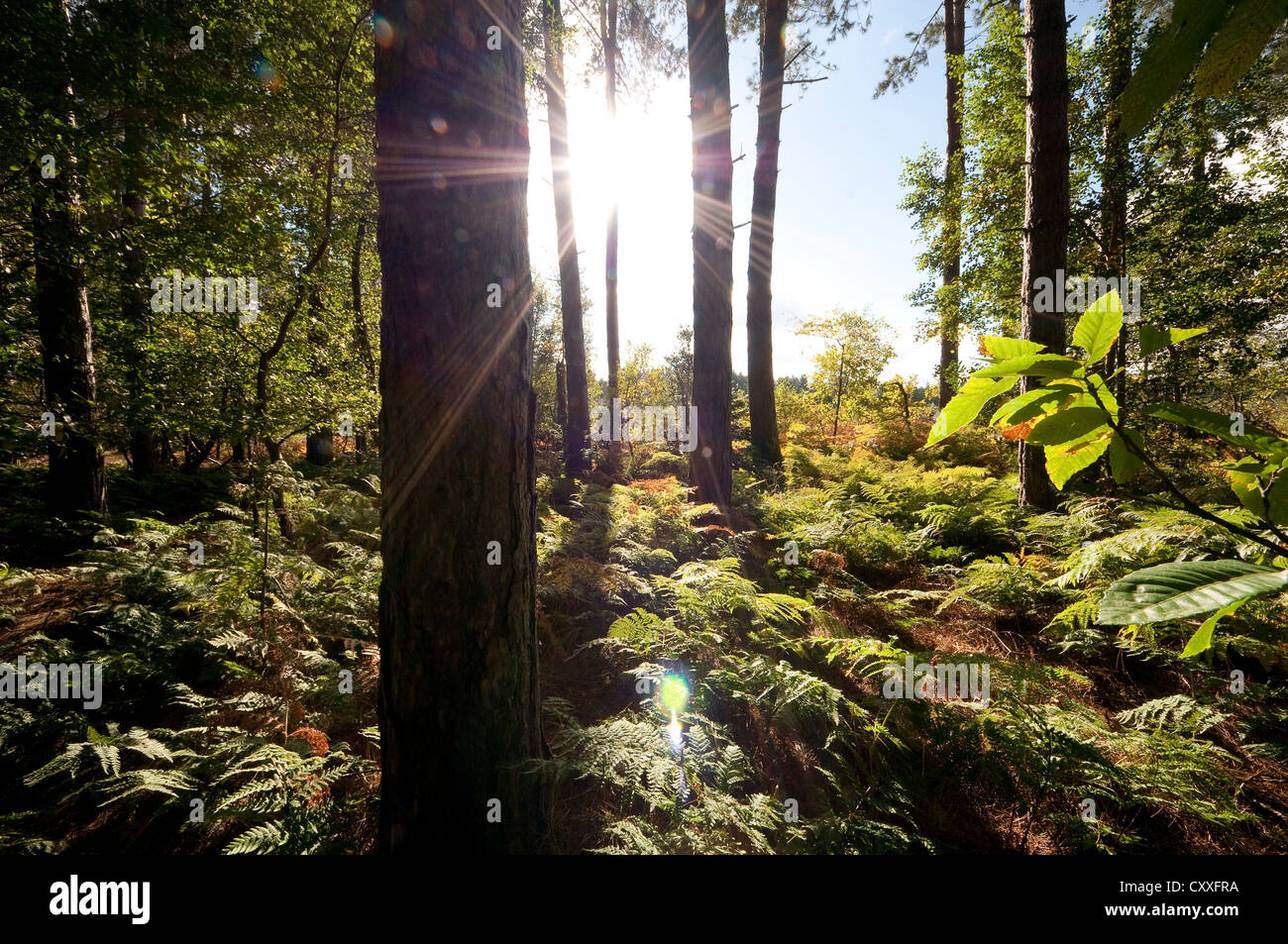sunburst through woodland trees, norfolk, england Stock Photo