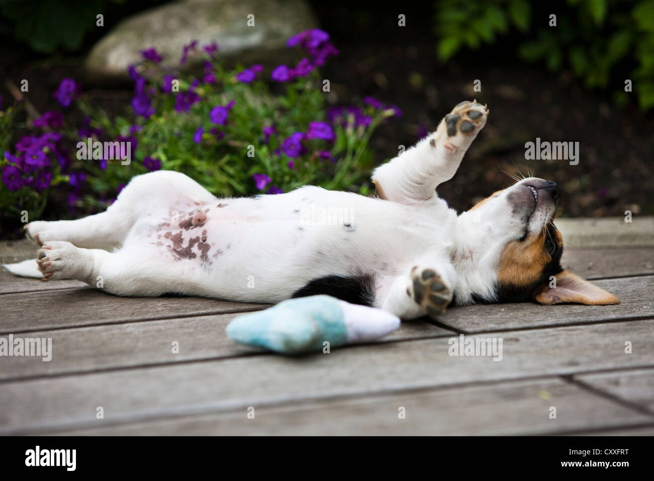 Can Dogs Lay On Back