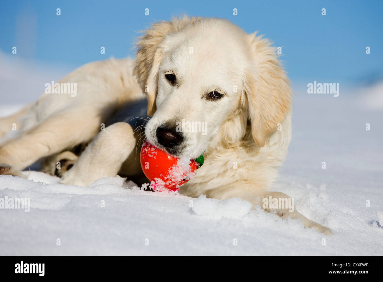 Golden Retriever, young dog lying in the snow, biting a ball, northern