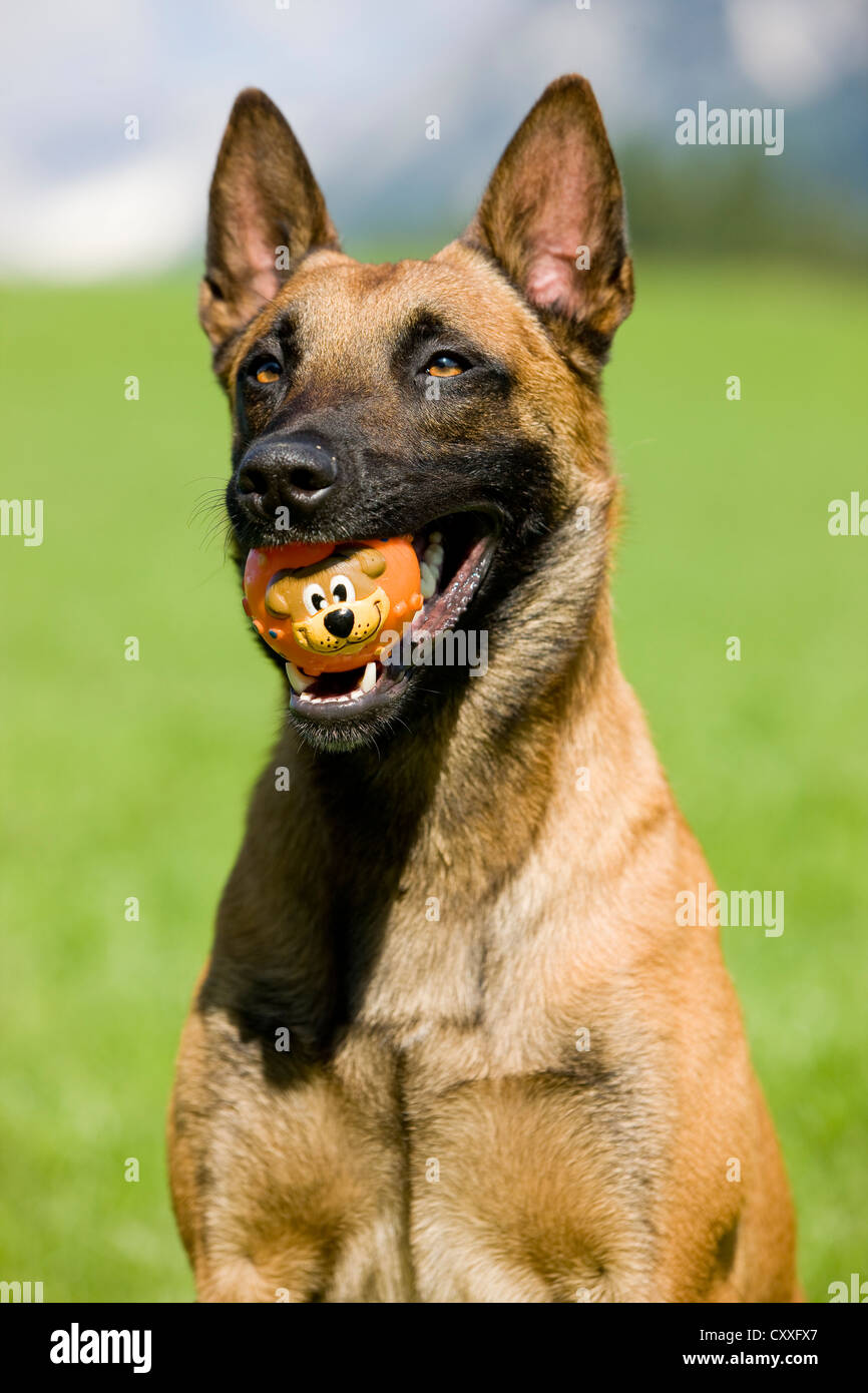 Belgian Shepherd or Malinois, portrait with a ball in its mouth, North Tyrol, Austria, Europe Stock Photo