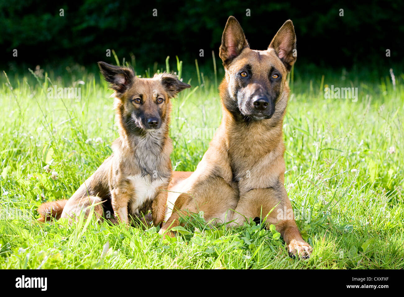 Malinois Mix High Resolution Stock Photography And Images Alamy