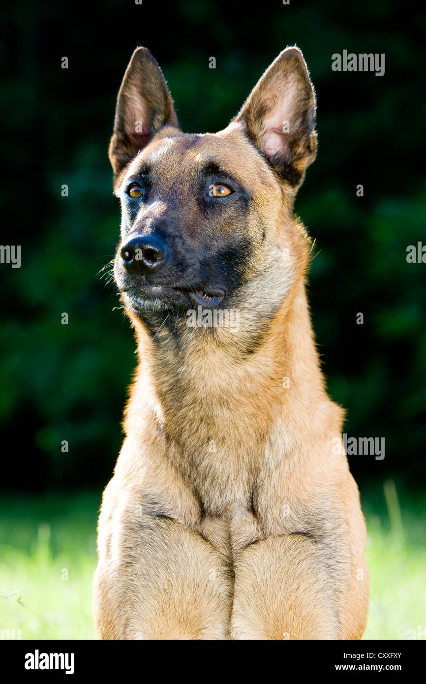 Belgian Shepherd or Malinois, portrait, North Tyrol, Austria, Europe Stock Photo