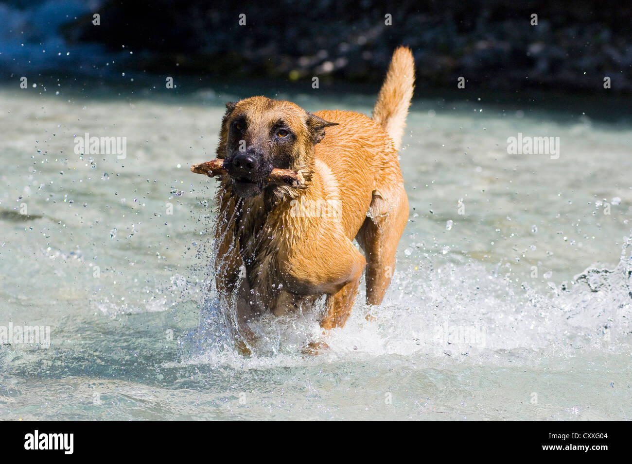 Belgian Shepherd or Malinois retrieving a stick out of water, North Tyrol, Austria, Europe Stock Photo