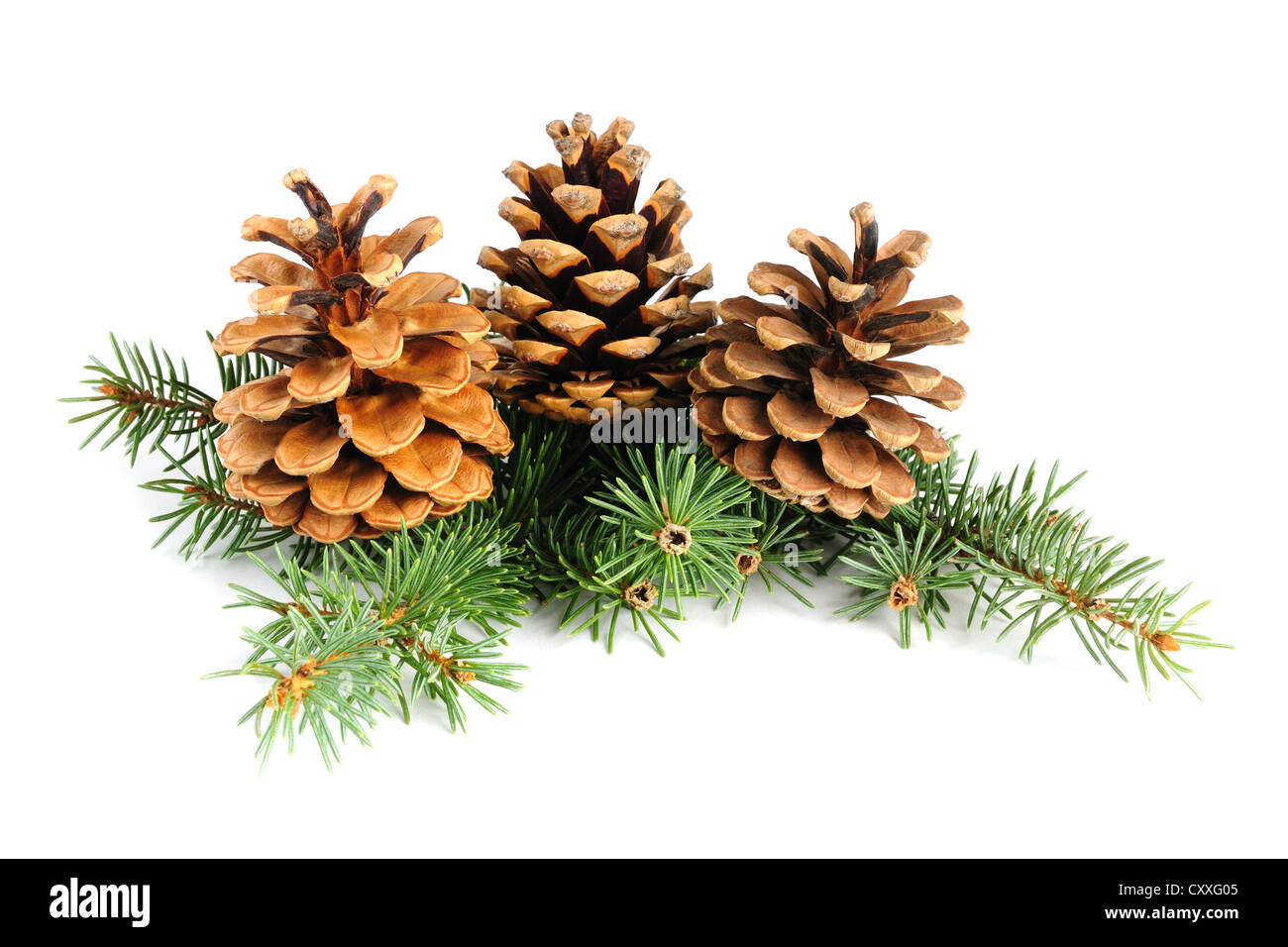 Fir branches with cones isolated on white background Stock Photo - Alamy