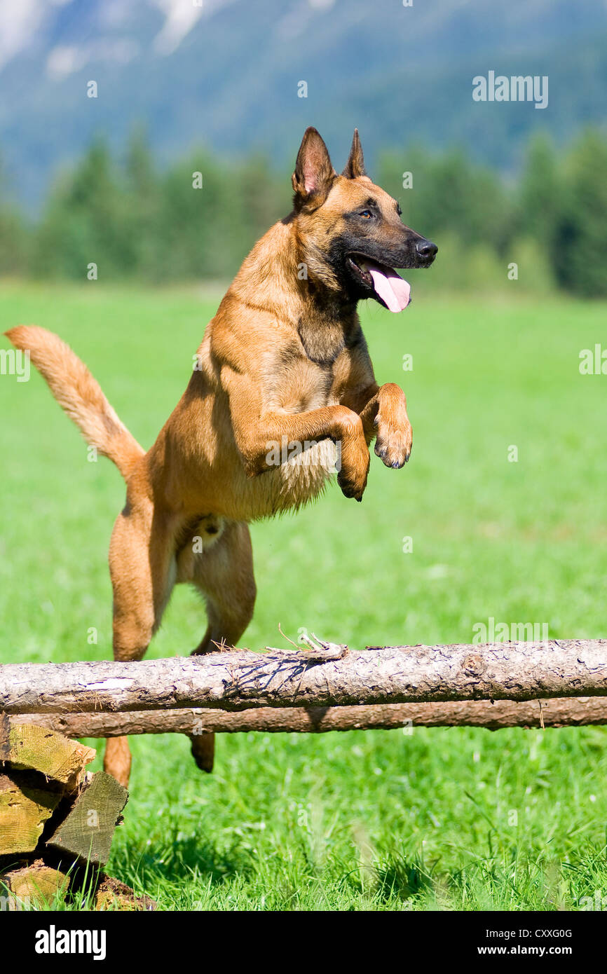 Belgian Shepherd or Malinois jumping over wooden beams, North Tyrol, Austria, Europe Stock Photo