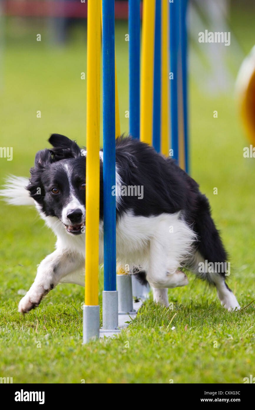 Border Collie running through a slalom in an agility track, North Tyrol, Austria, Europe Stock Photo