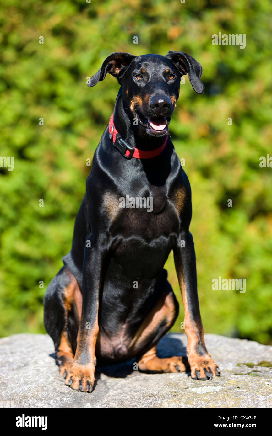Doberman hi-res stock photography and images - Alamy
