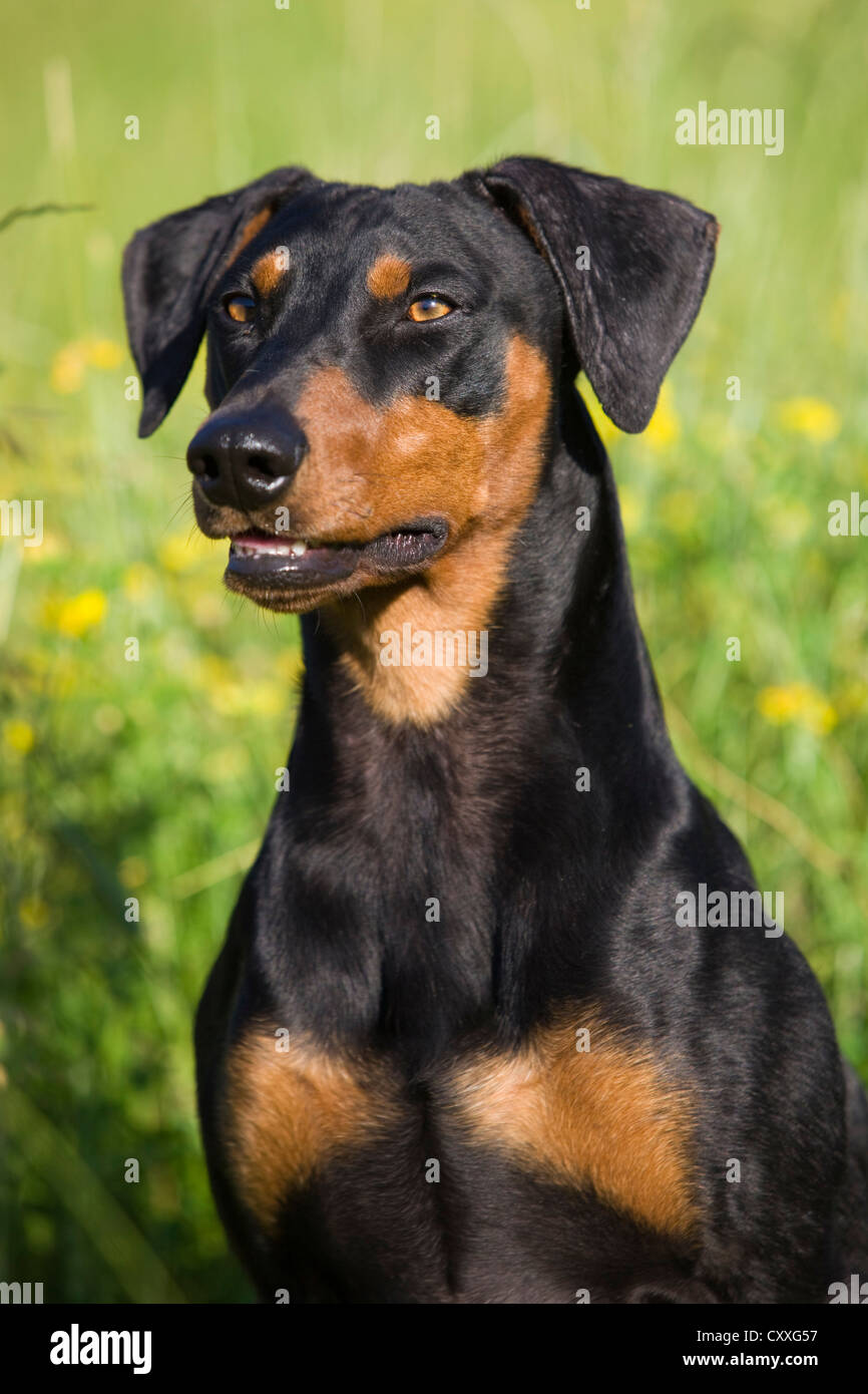 German Pinscher, portrait, Upper Austria, Austria, Europe Stock Photo