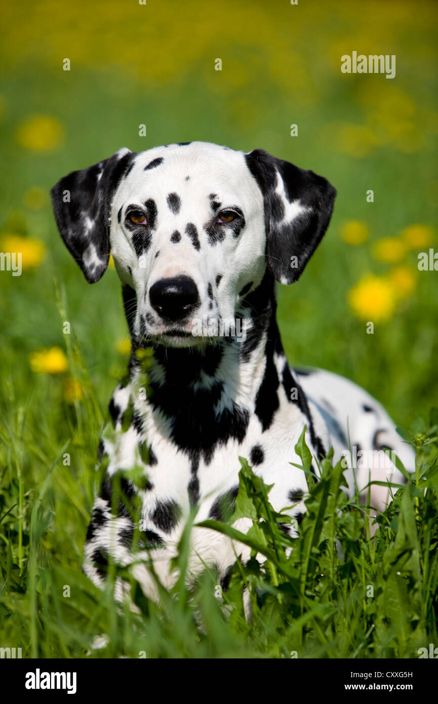 Dalmatian lying in a floral meadow, North Tyrol, Austria, Europe Stock Photo