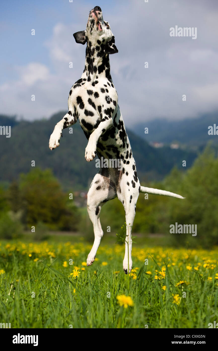 Dalmation jumping into the air, North Tyrol, Austria, Europe Stock Photo