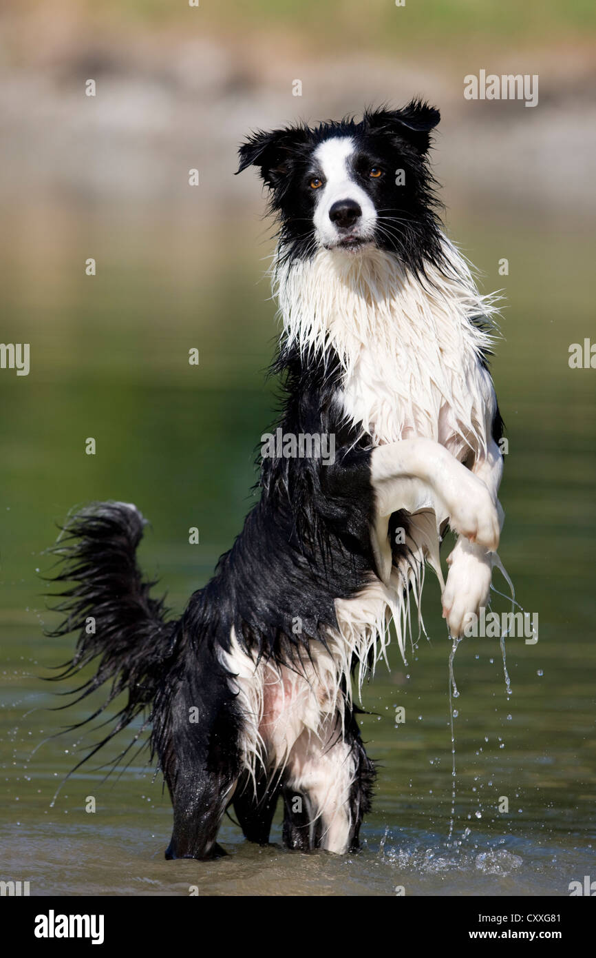 Border Collie standing on its hind legs in water, North Tyrol, Austria, Europe Stock Photo