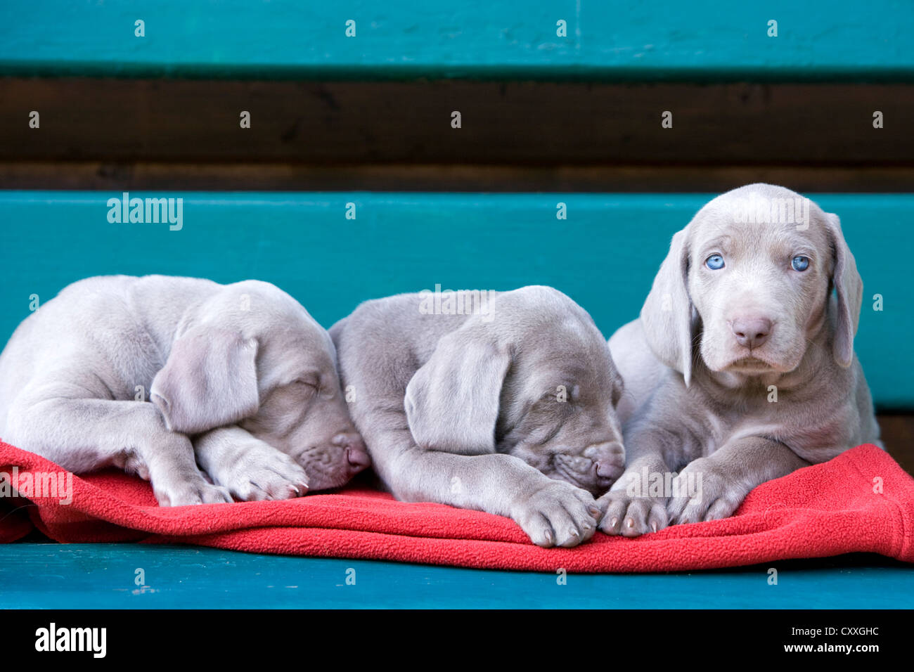 Weimaraner dogs, puppies, sleeping on a bench, North Tyrol, Austria, Europe Stock Photo