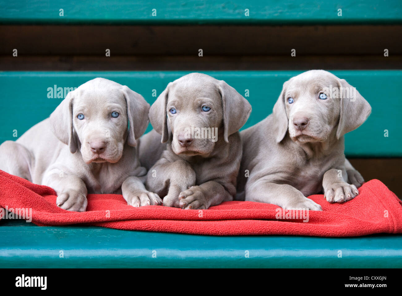 Weimaraner dogs, puppies, lying on a bench, North Tyrol, Austria, Europe Stock Photo