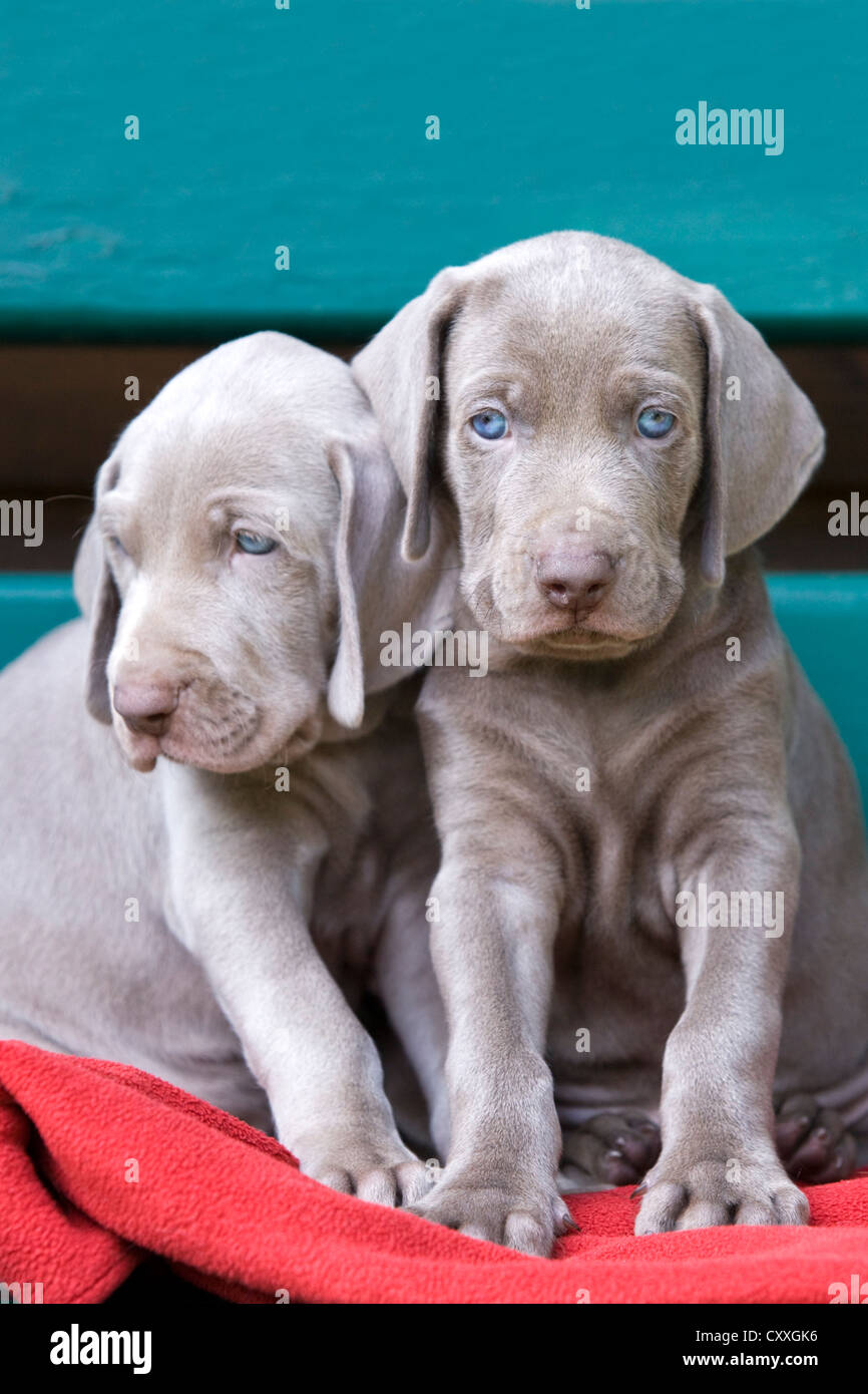 Free weimaraner to hotsell good home 2018