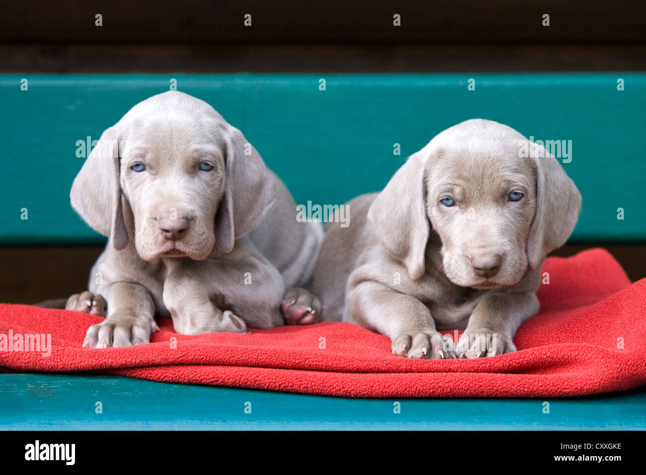 Weimaraner dogs, puppies, lying on a bench, North Tyrol, Austria, Europe Stock Photo