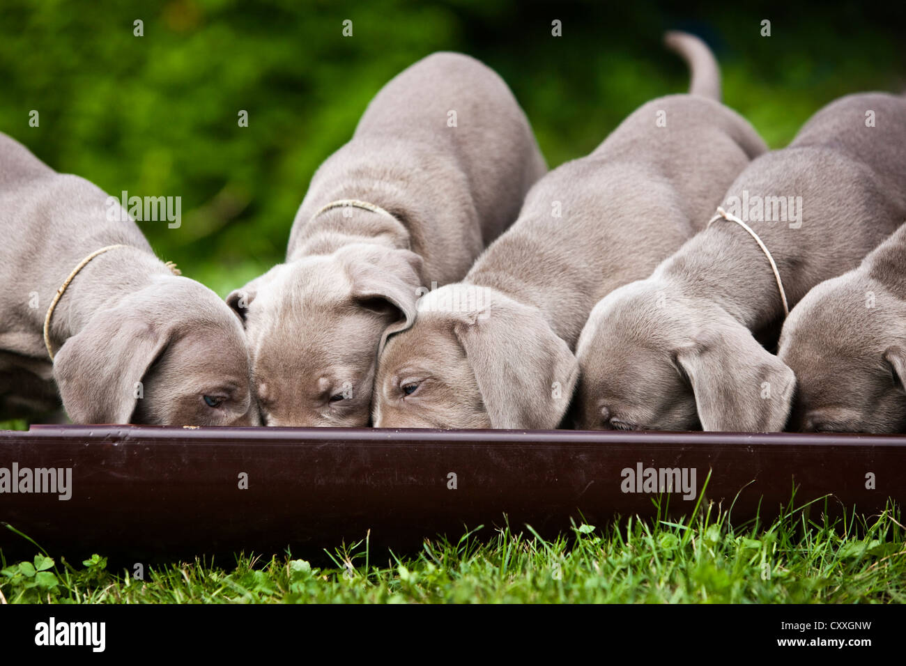 Weimaraner dogs, puppies, eating from a communal bowl, North Tyrol, Austria, Europe Stock Photo