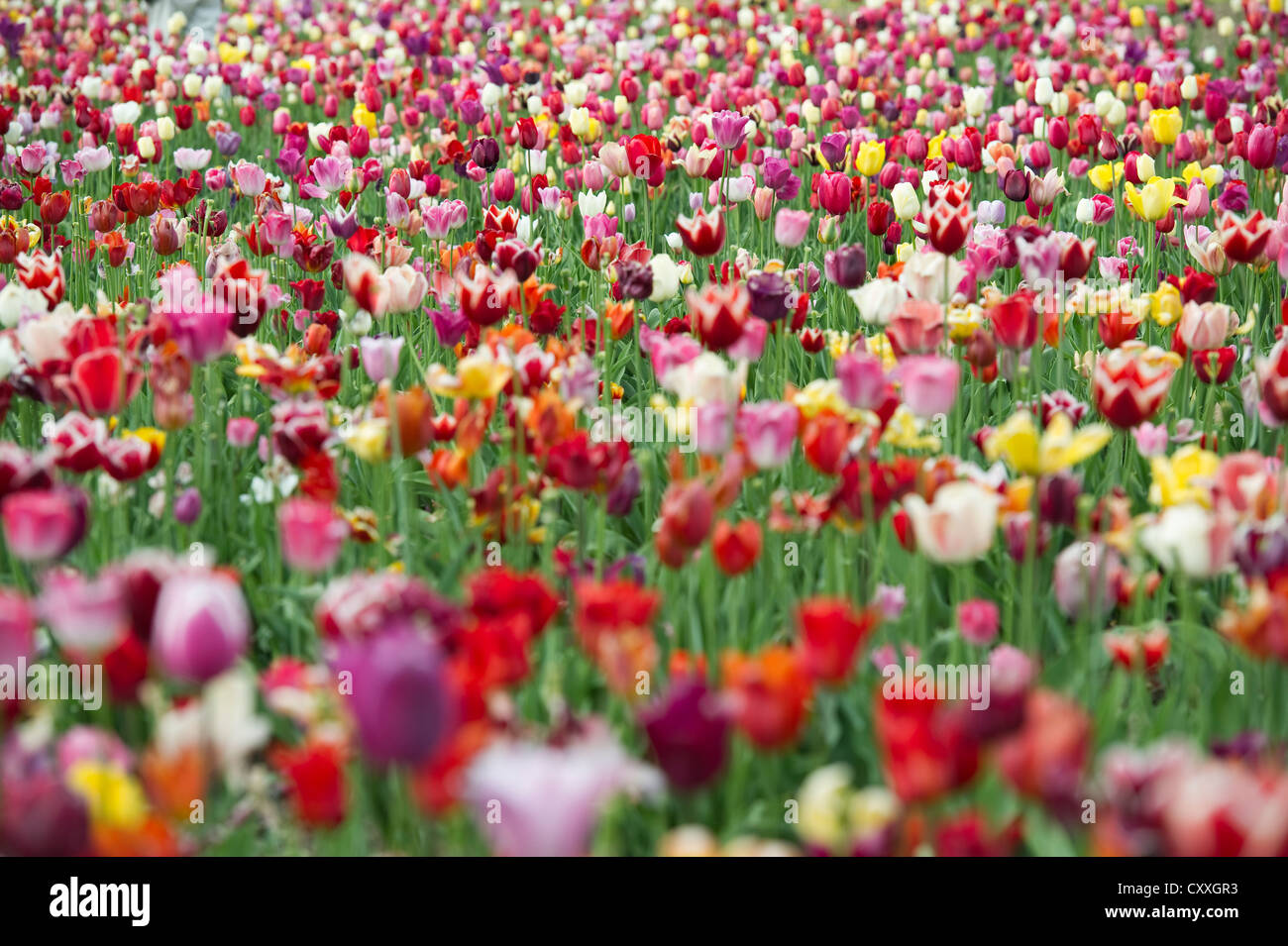 Colorful tulip field, Dreisamtal valley, Black Forest mountain range, Baden-Wuerttemberg Stock Photo