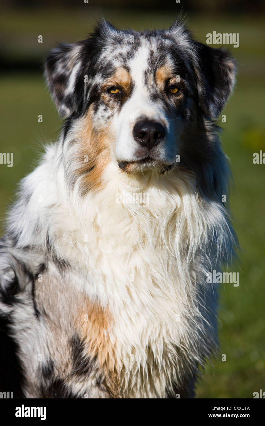 Australian Shepherd, blue merle, portrait, North Tyrol, Austria, Europe Stock Photo