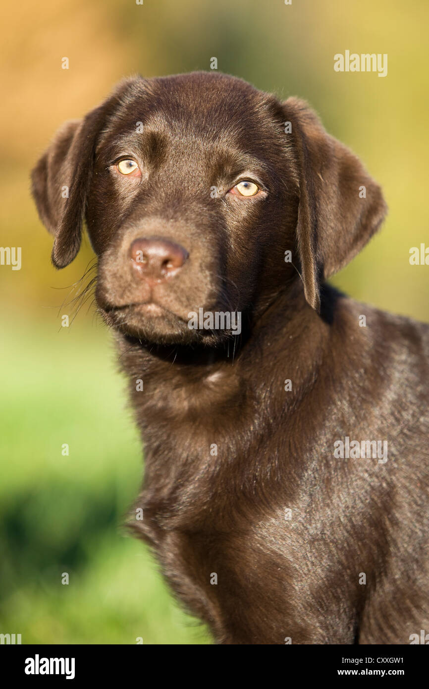 Brown Labrador puppy, portrait, North Tyrol, Austria, Europe Stock Photo