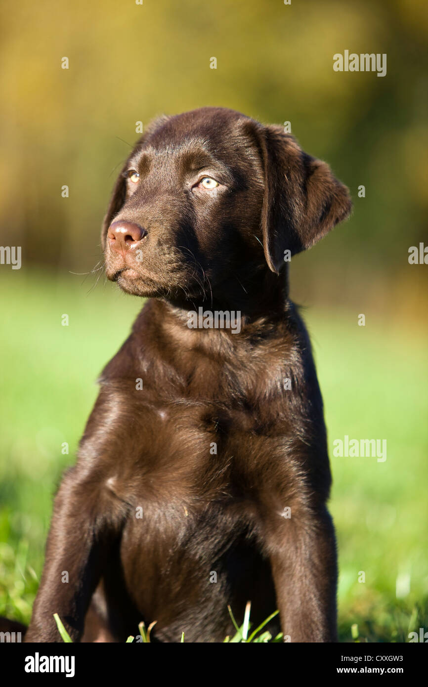 Brown Labrador puppy, North Tyrol, Austria, Europe Stock Photo