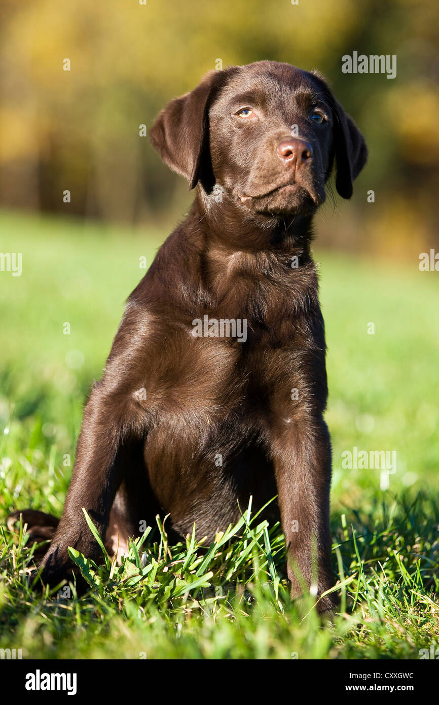 Brown Labrador puppy, North Tyrol, Austria, Europe Stock Photo
