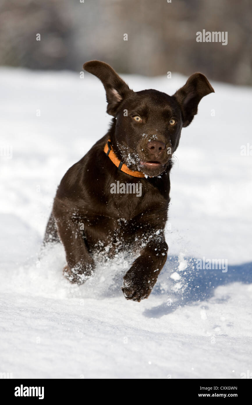 Brown Labrador puppy running in the snow, North Tyrol, Austria, Europe Stock Photo