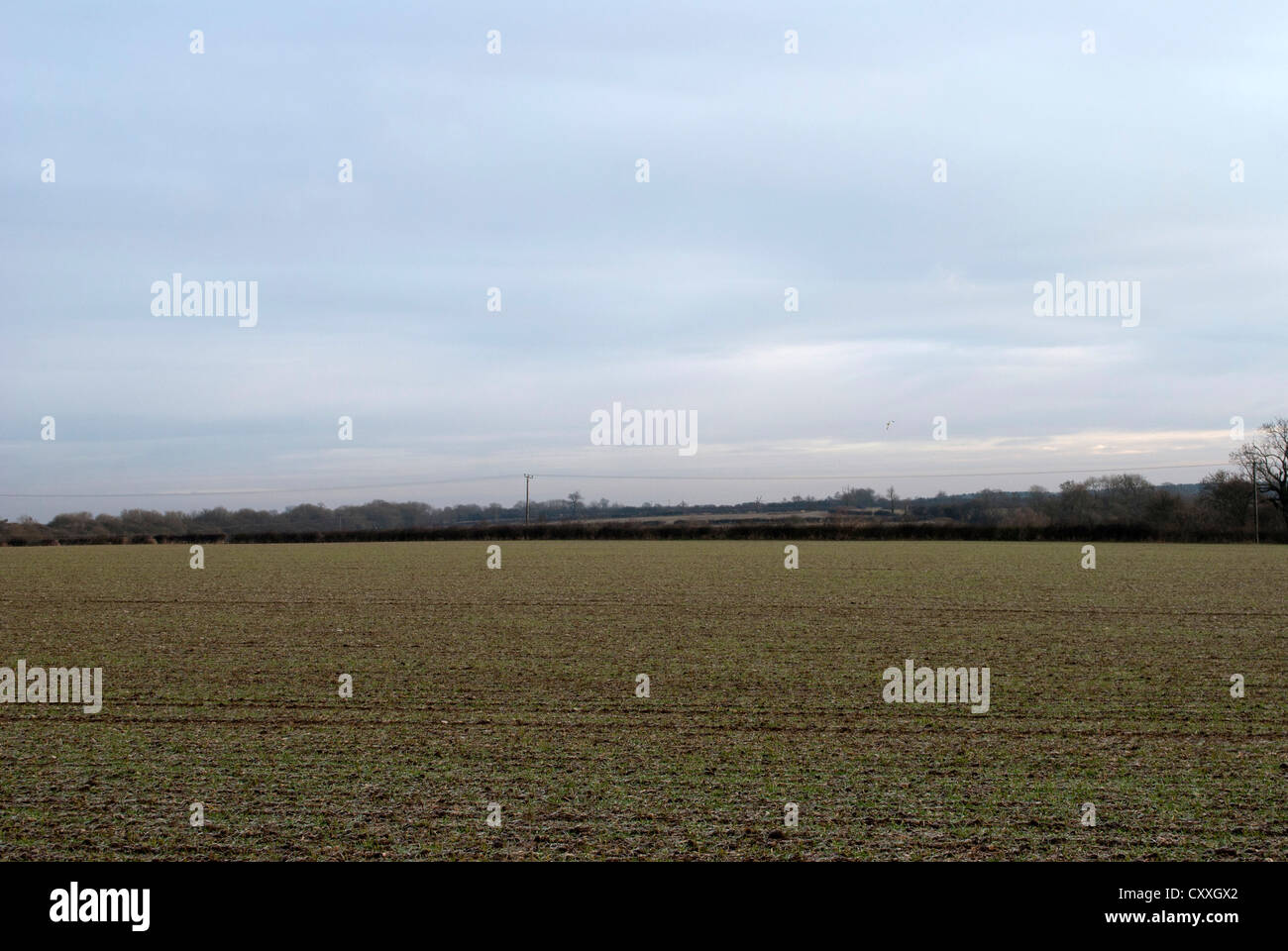 Field with green shoots with hedge in the distance beneath a cloudy sky ...