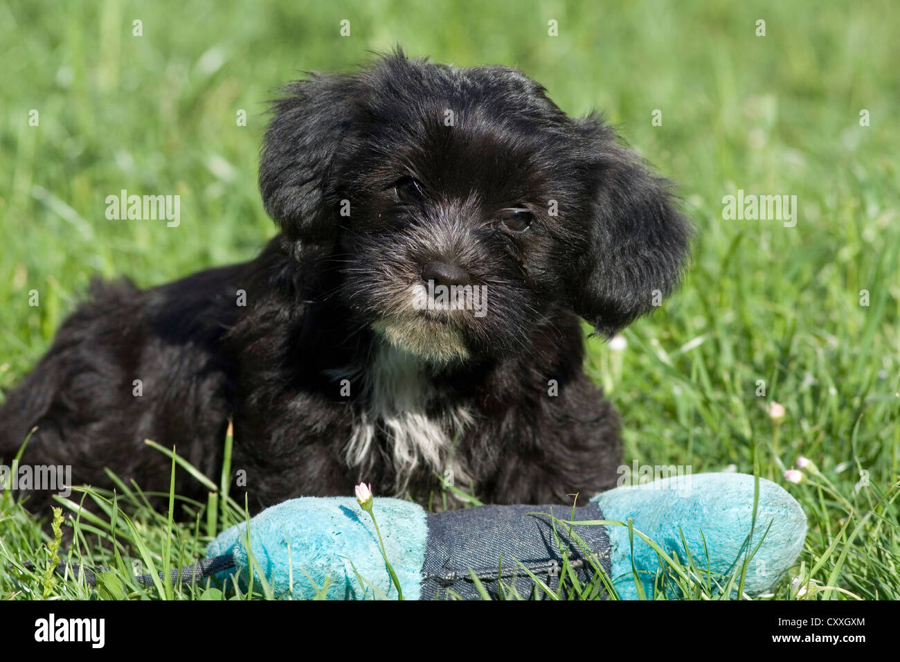 Mixed-breed puppy with a bone-shaped pillow, North Tyrol, Austria, Europe Stock Photo