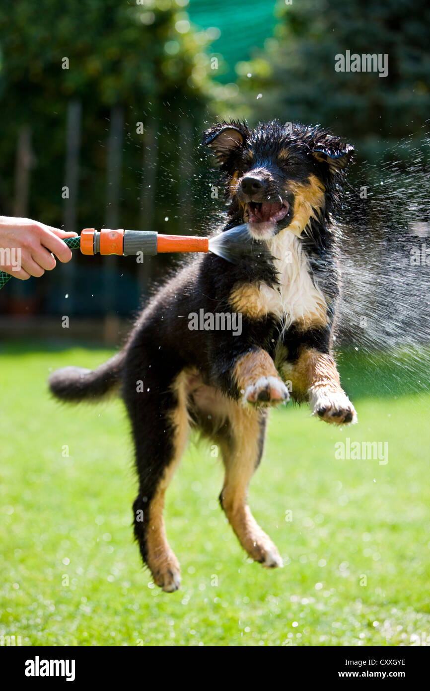 Why Is My Puppy Jumping And Biting