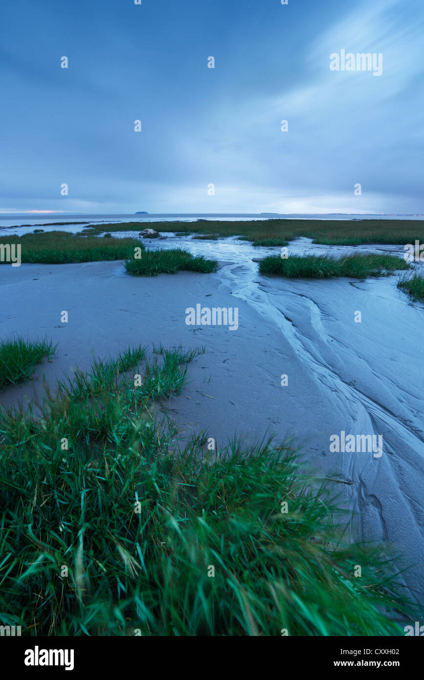 Spartina Grass forming Salt Marshes at Sand Bay, near Weston-super-Mare. Somerset, England, UK. Stock Photo