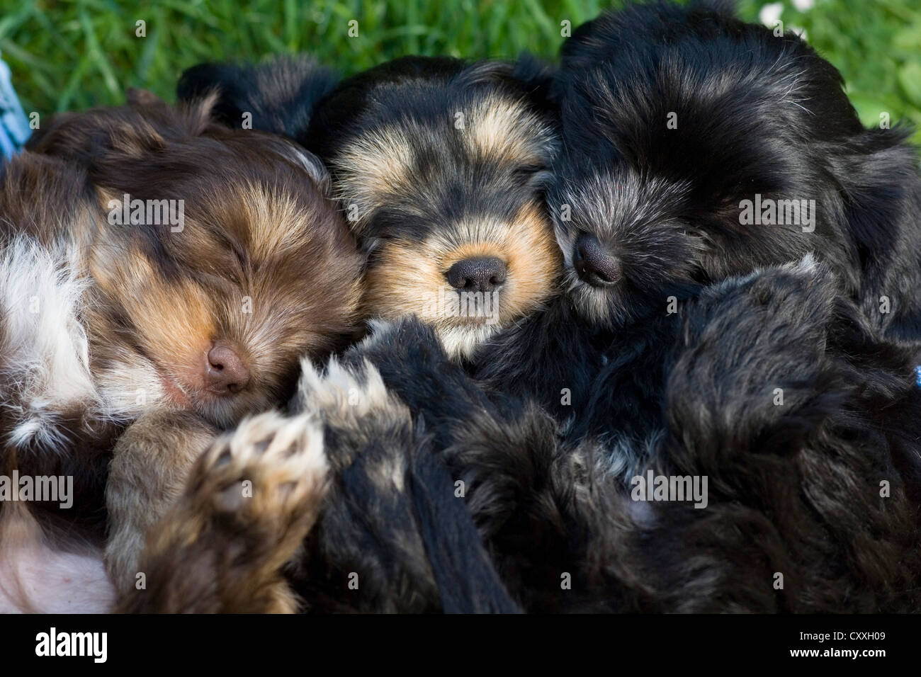 Mixed-breed puppies sleeping, North Tyrol, Austria, Europe Stock Photo