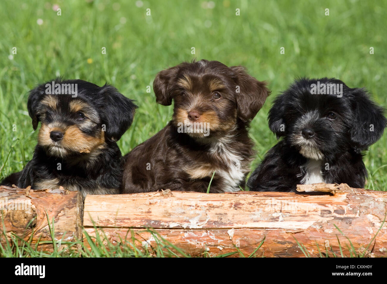 Mixed-breed puppies sitting behind a tree trunk, North Tyrol, Austria, Europe Stock Photo