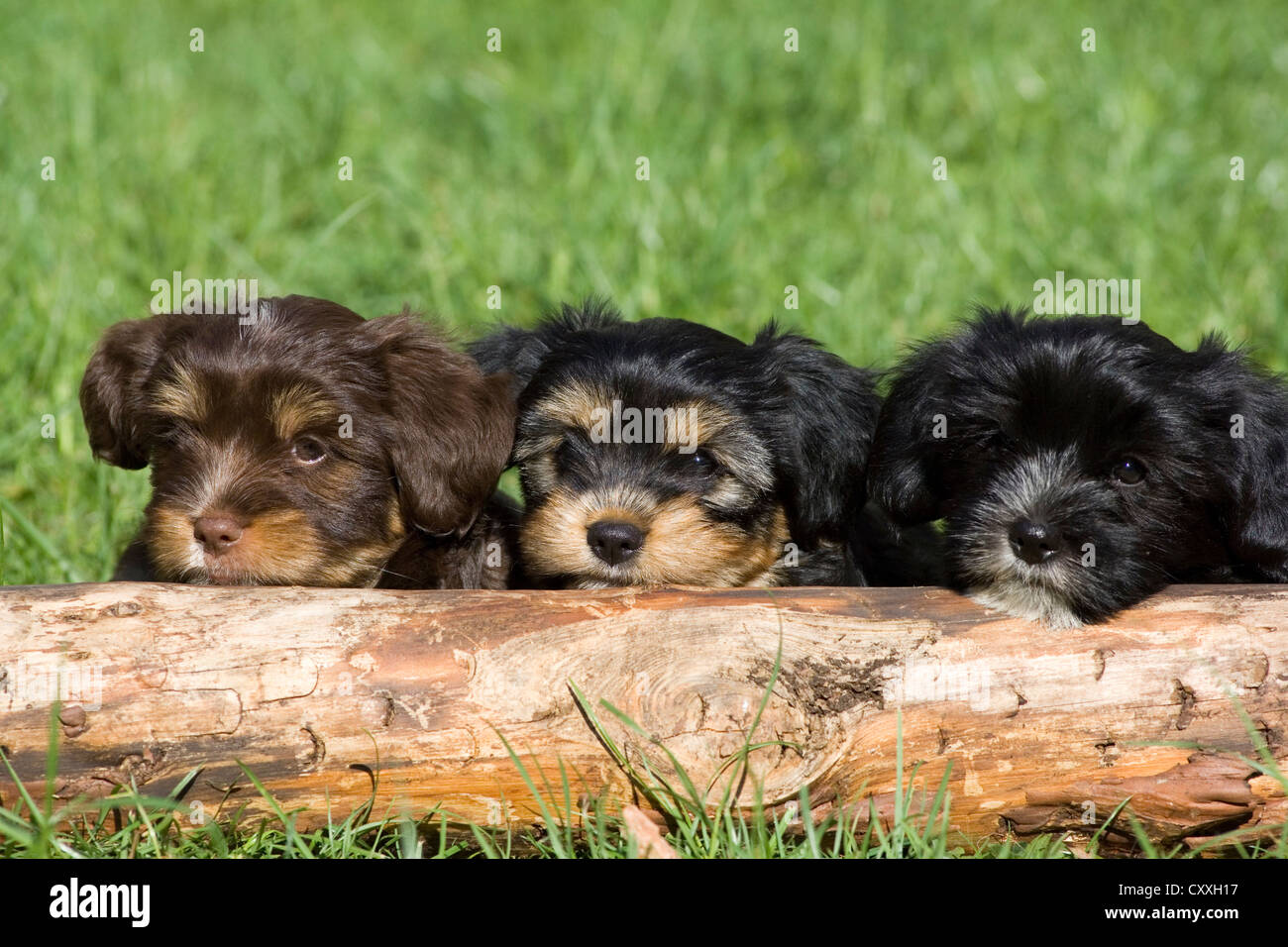 Mixed-breed puppies lying behind a tree trunk, North Tyrol, Austria, Europe Stock Photo