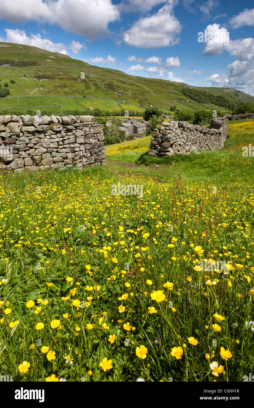 Wild Flower Meadow near Thwaite, Swaledale, Yorkshire Dales National